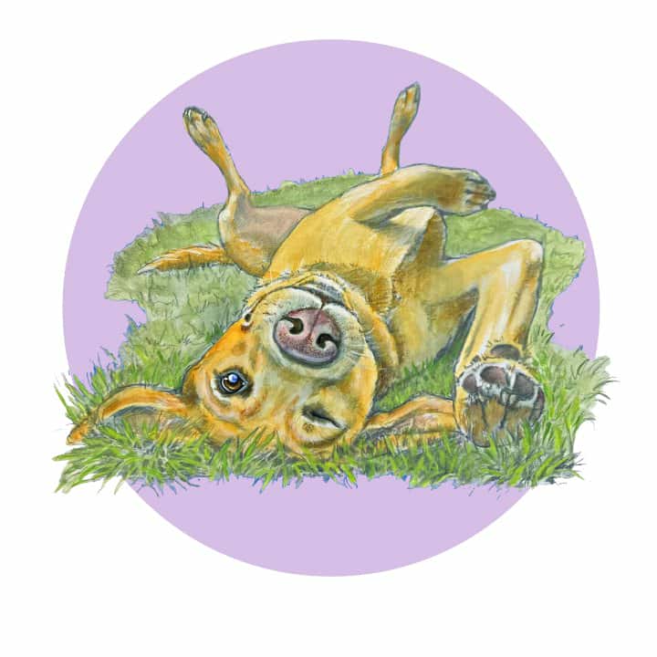 Betty Boo Boo The Odd Bod Dog Book By Susan Eldred, Illustrated by Julie Shaw