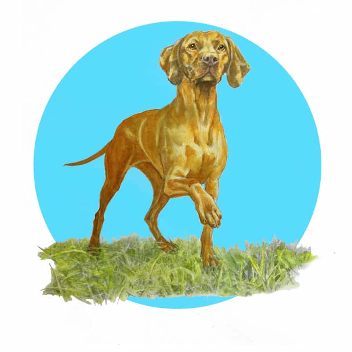 Betty Boo Boo The Odd Bod Dog Book By Susan Eldred, Illustrated by Julie Shaw