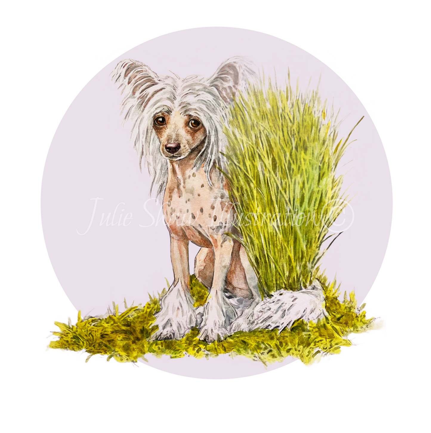 Betty Boo Boo The Odd Bod Dog Book By Susan Eldred, Illustrated by Julie Shaw