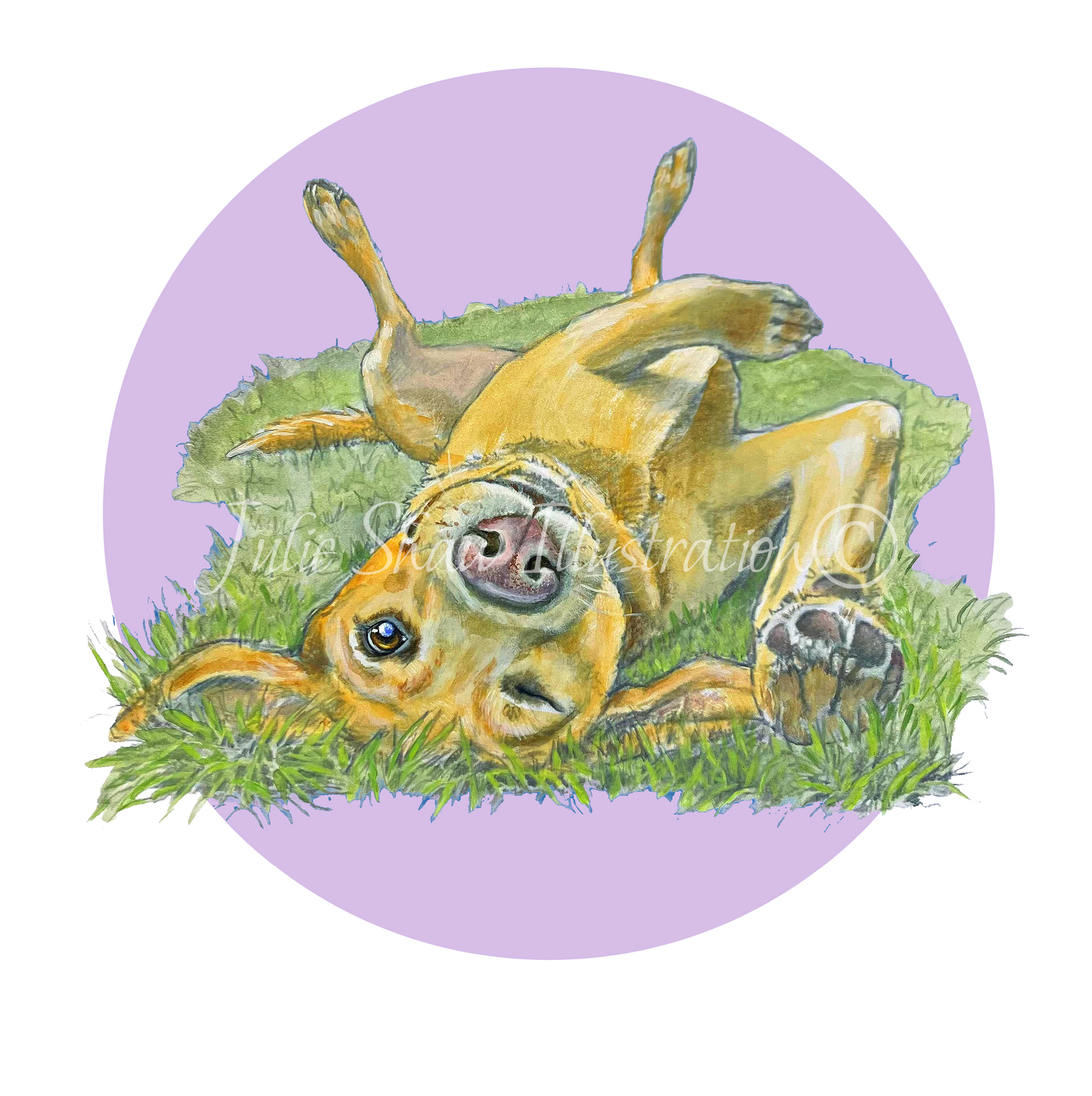 Betty Boo Boo The Odd Bod Dog Book By Susan Eldred, Illustrated by Julie Shaw