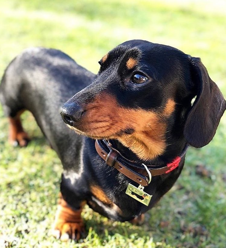 Dachshund Dog ID Name Tag image 1