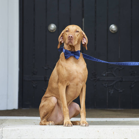 Sweet William Navy Blue Dog Collar, Lead & Bow Tie Set